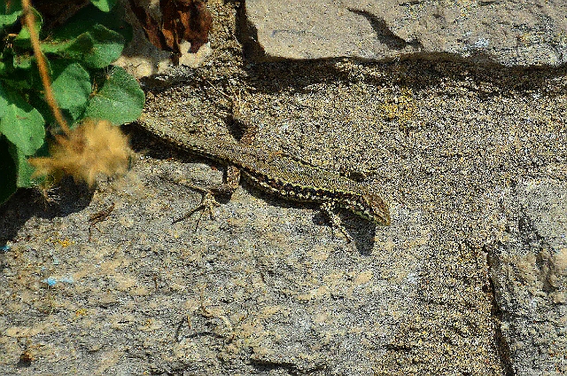 19 08 13_7071_edited-1.jpg - WALL LIZARD - BN & BOURNEMOUTH COUNCIL WALK - 19.8.13 - BOSCOMBE CLIFFS, DORSET